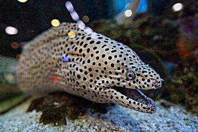 《卧龙：苍天陨落》上海线下试玩活动 PC版首次亮相